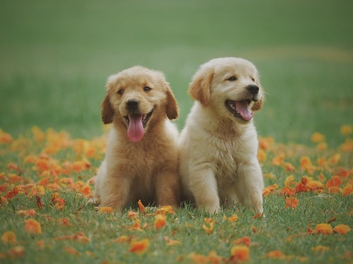 犬と花