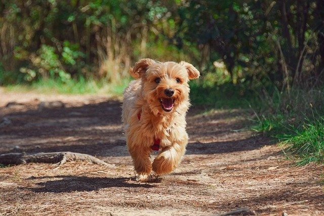 犬が散歩好きになる4つのポイント