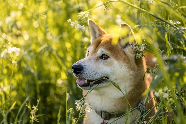 柴犬