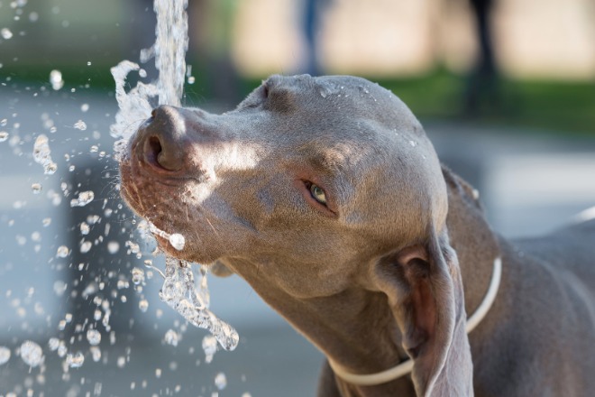 犬　水道水