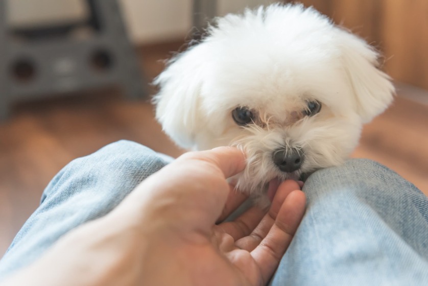 元気の無い犬