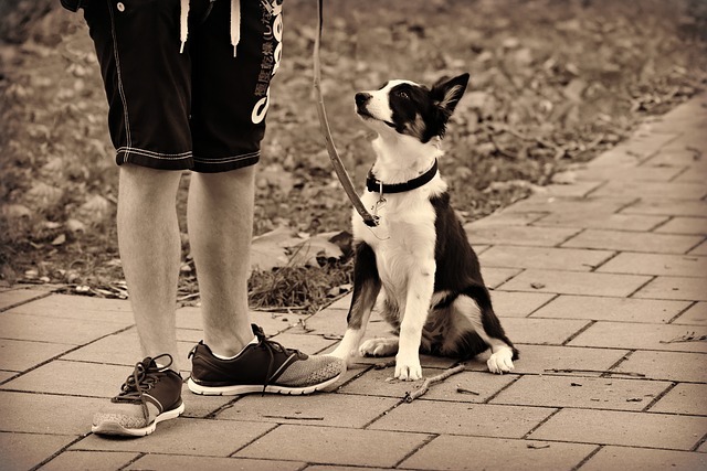 犬と散歩