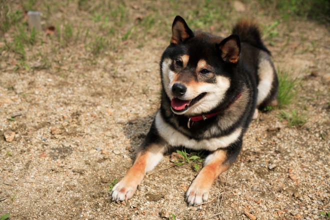 柴犬