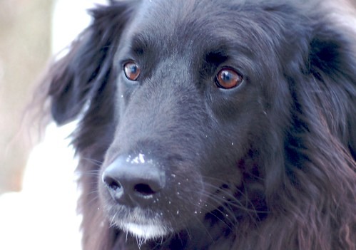 Newfoundland dog