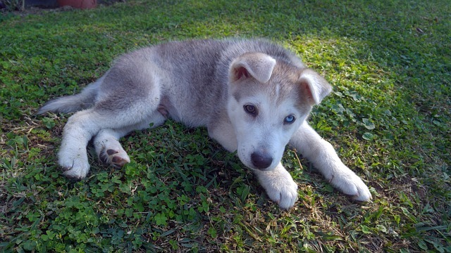 シベリアンハスキーの子犬