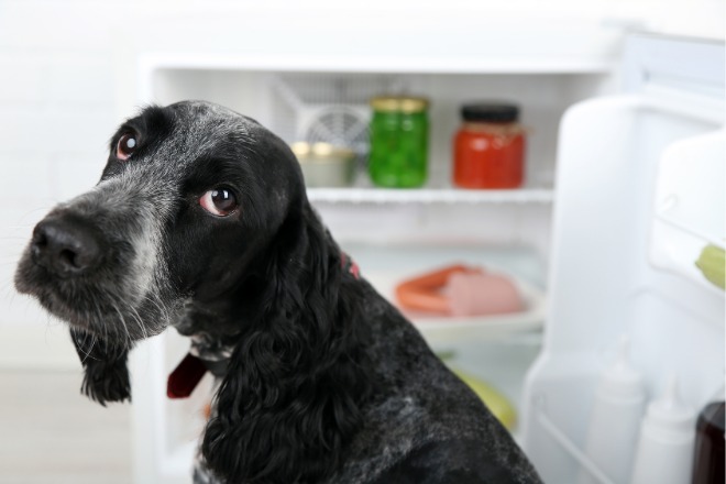 犬　冷蔵庫