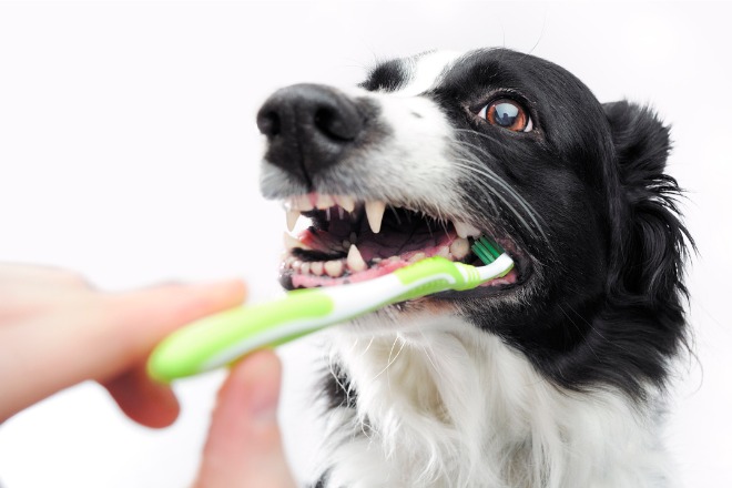 歯磨き　犬