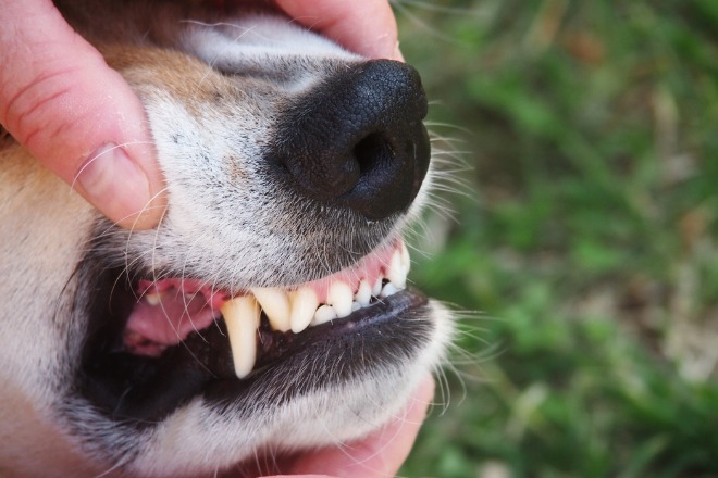 犬の歯