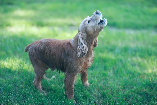 犬　吠える