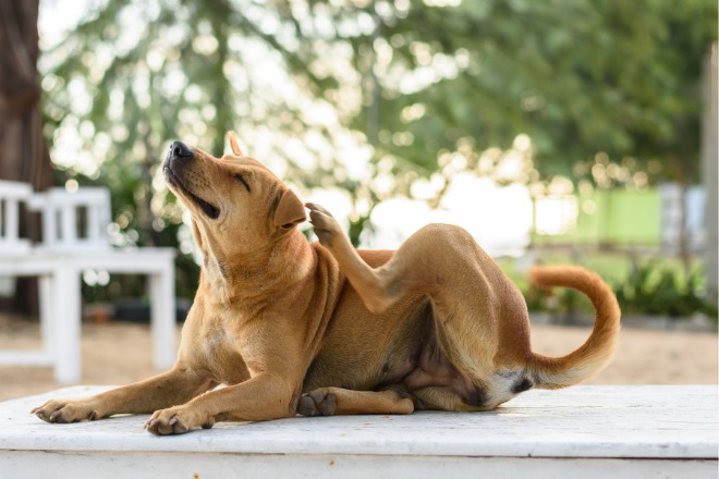 犬　ダニ