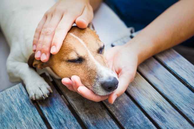 犬