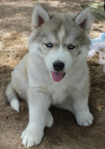 シベリアンハスキーの子犬