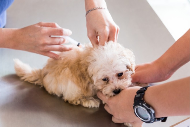 犬　注射