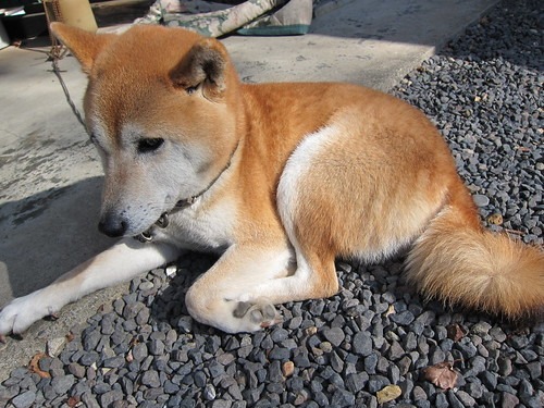 信州柴犬