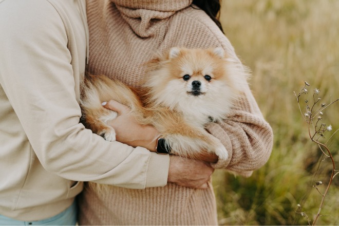 抱っこされている犬