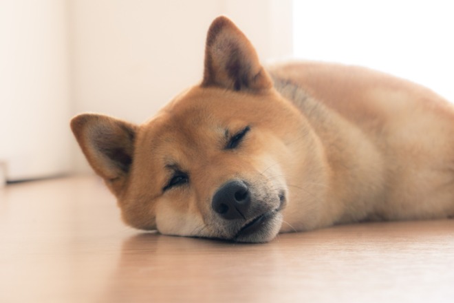 犬　睡眠時間