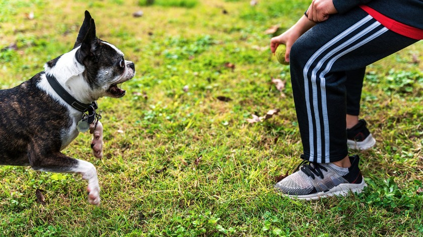 外で飼い主と遊ぶ犬