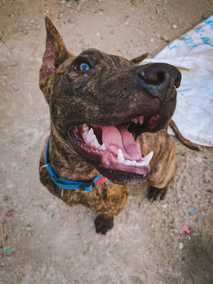 犬の歯