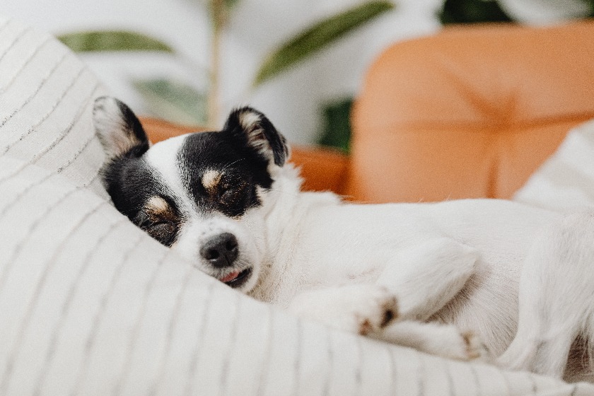 寝ている犬