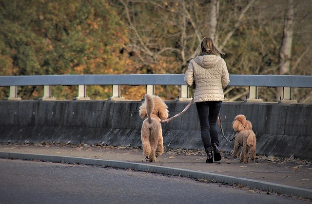 犬の散歩