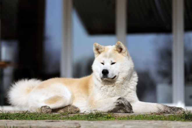 秋田犬