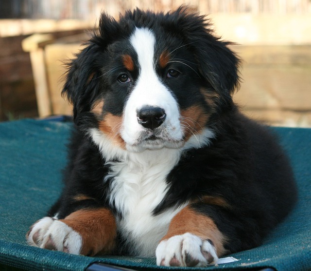 バーニーズマウンテンドッグ　子犬