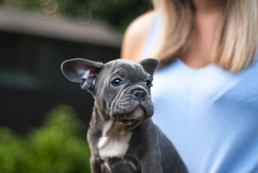 フレンチブルドッグ　子犬