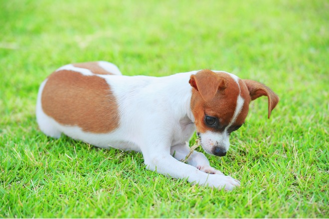 草を食べている犬