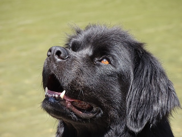 Newfoundland dog