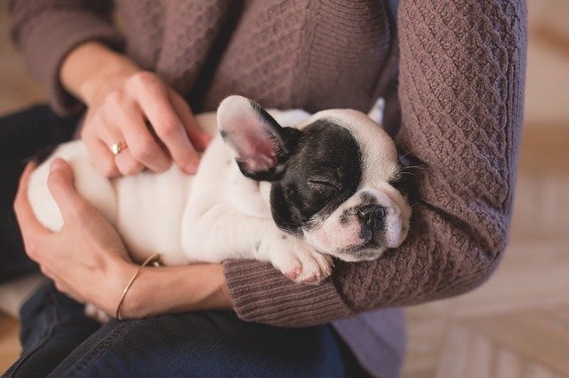 撫でられる犬