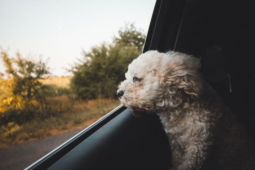 車外の空気を吸う犬