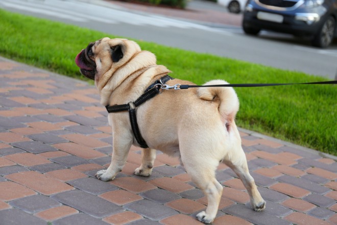 小型犬リード