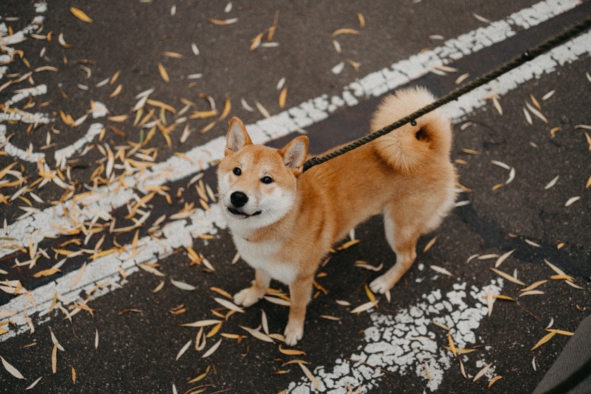 柴犬