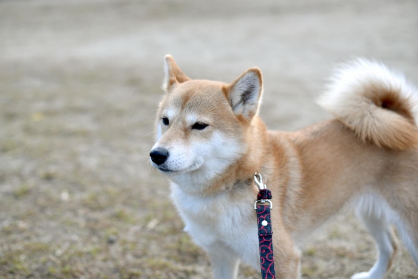 犬の後ろ足が震える原因は