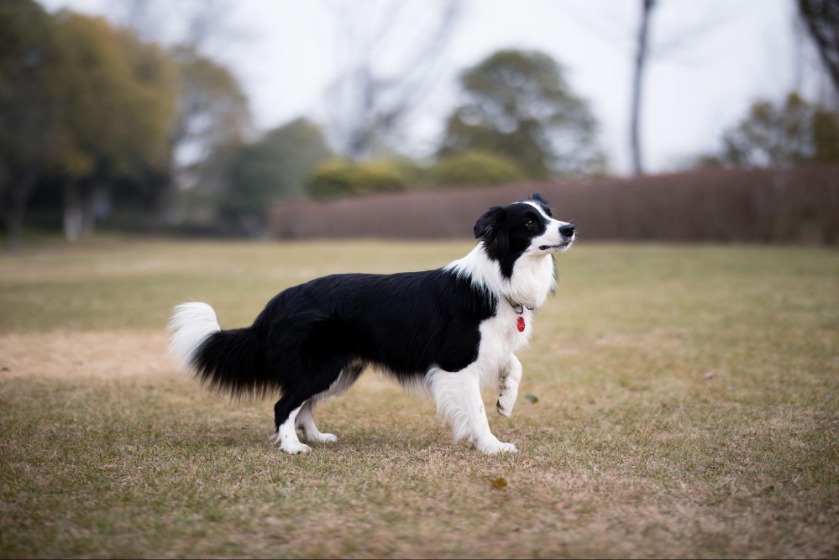 犬がおしっこでマーキングをする理由