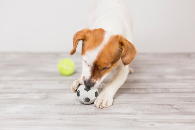 犬　おもちゃ