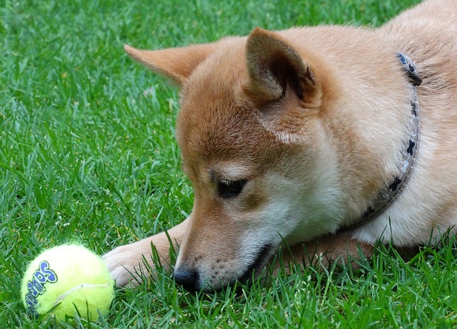 柴犬　遊び