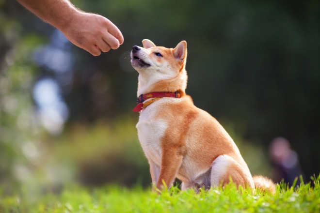 柴犬