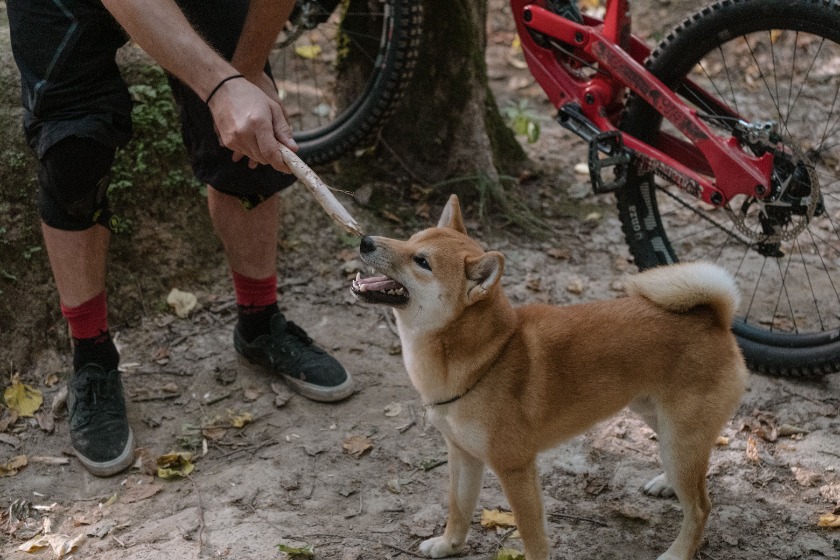 柴犬