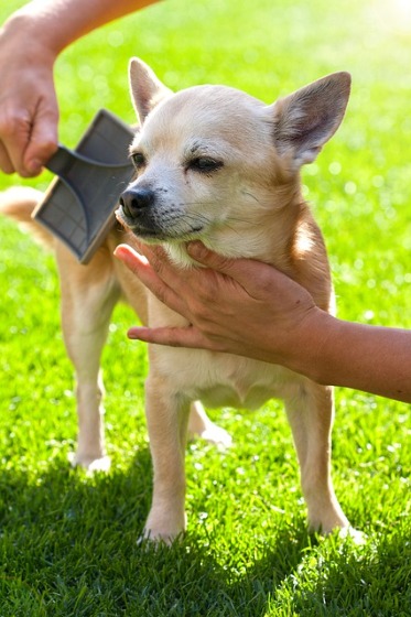 トリミング　犬