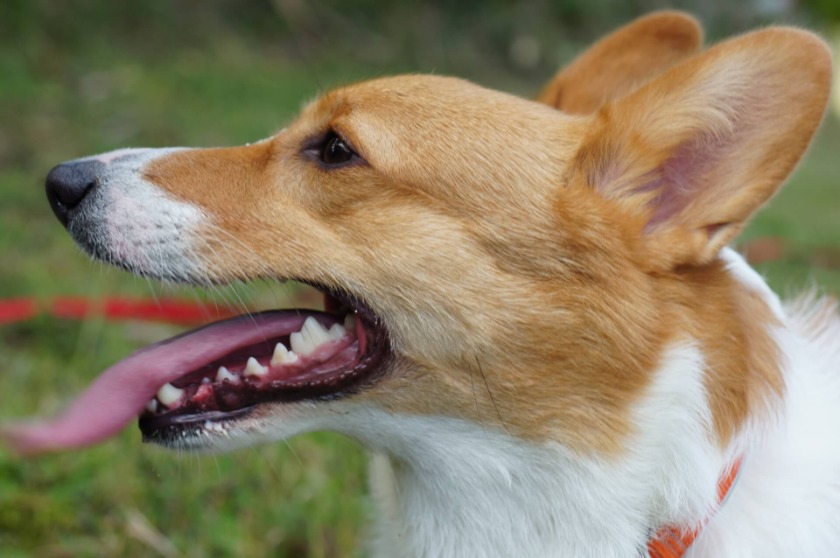 犬の後ろ足が震える原因　まとめ