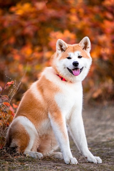 秋田犬