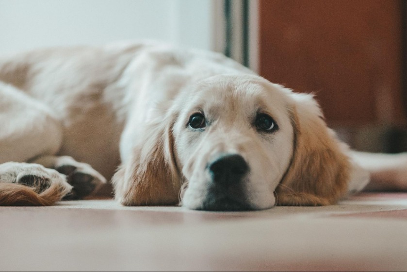 犬がおしっこをしない原因