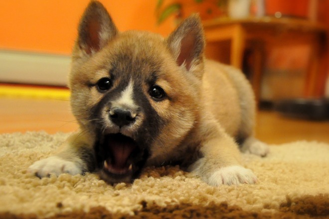 柴犬の子犬