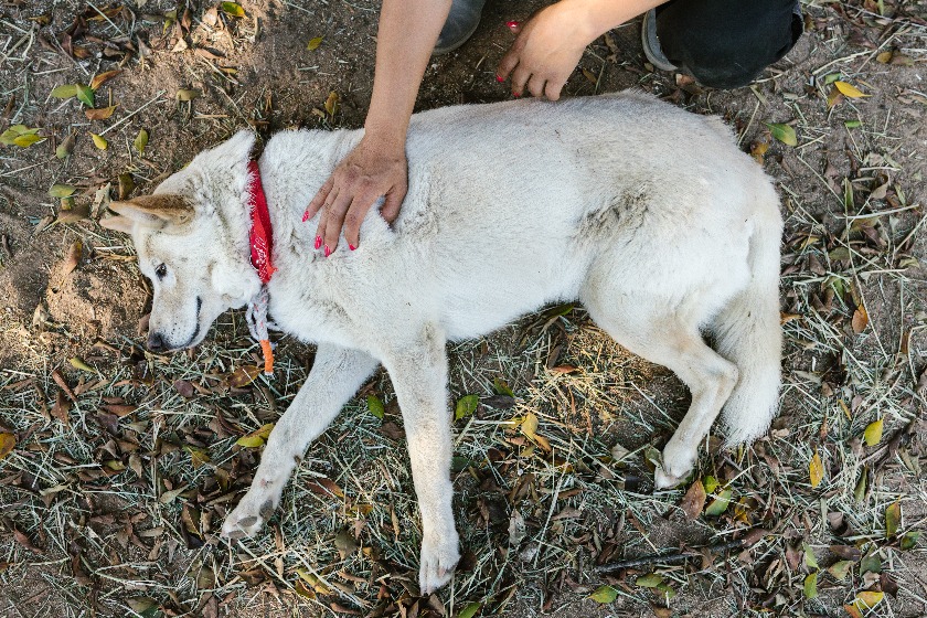 犬