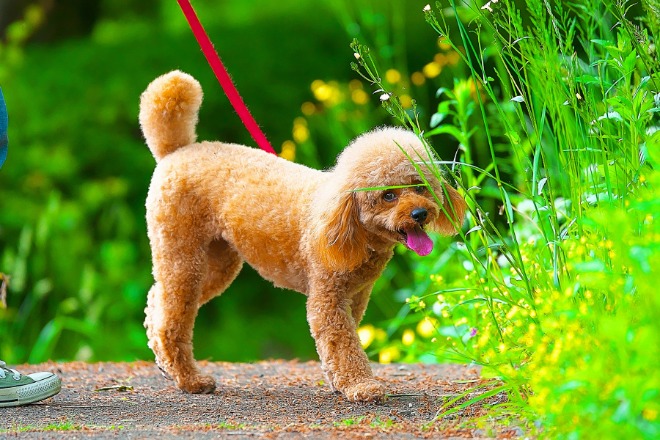 犬　散歩　トイプードル