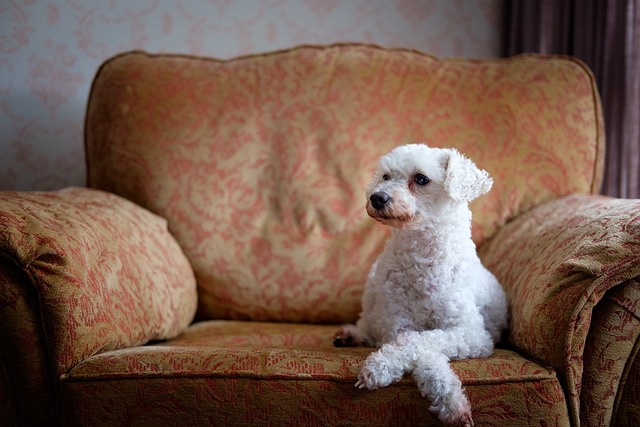 椅子に座る犬