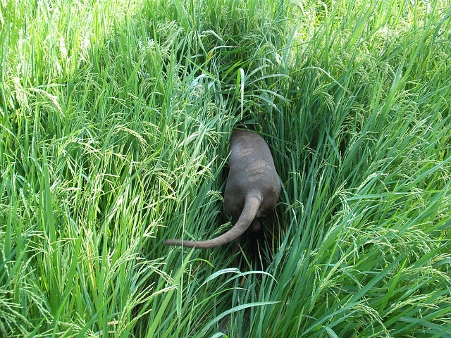 犬の尻尾の役割