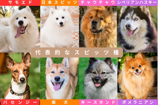 スピッツの代表犬種