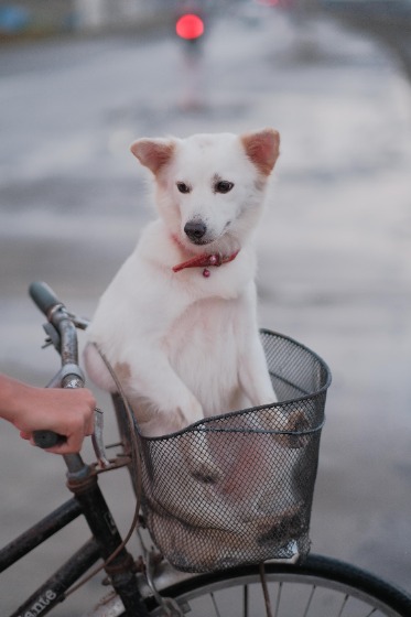 紀州犬